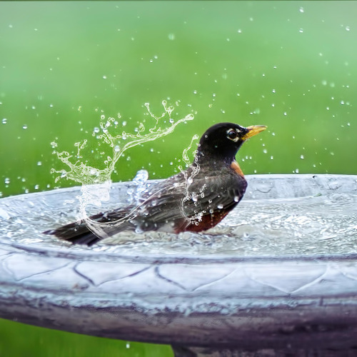 Gartentipps f&uuml;r den Juli