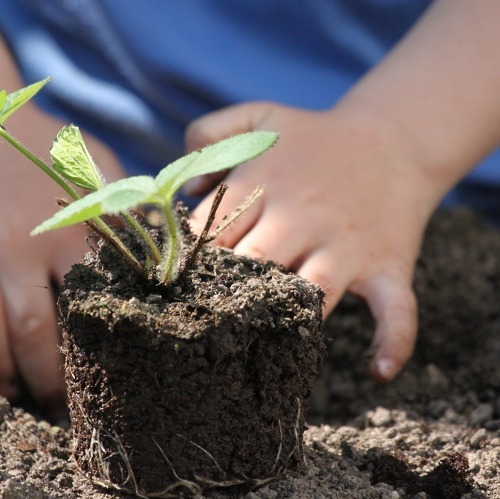Gartentipps f&uuml;r den Mai