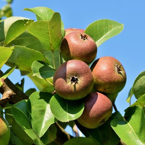 Gartentipps f&uuml;r den Juni