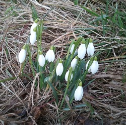 Gartentipps f&uuml;r den Februar