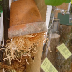Einsatz von N&uuml;tzlingen &ndash; f&uuml;r Haus und Garten &nbsp; &nbsp;