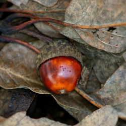 Gartentipps f&uuml;r den November