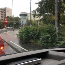 Invasive Pflanzen erkennen und eind&auml;mmen &ndash; Problempflanzen im Garten