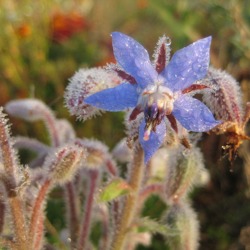 Zeigerpflanzen im Garten &ndash; was uns Pflanzen verraten k&ouml;nnen
