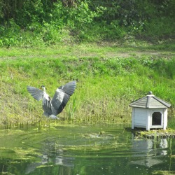 Der Gartenteich &ndash; &ouml;kologische Vielfalt im Kleingarten