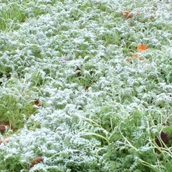 F&uuml;r einen verbesserten Boden &ndash; Gr&uuml;nd&uuml;ngung im Garten &nbsp;&nbsp;