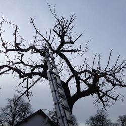Der richtige Schnitt im Winterhalbjahr &ndash; Kernobstschnitt im Garten