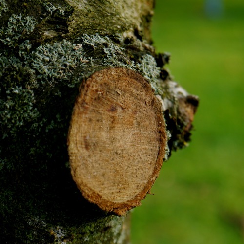 Baumschutzverordnung und Bundesnaturschutzgesetz &nbsp; &nbsp;