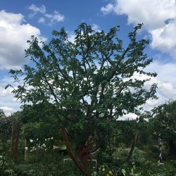 Ein Sommerschnitt im Obstgarten &ndash; der sanfte Schnitt
