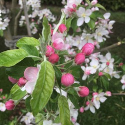 Fruchtlose Bem&uuml;hungen &ndash; wenn Obstgeh&ouml;lze keine Fr&uuml;chte tragen