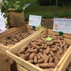 Kartoffeln &ndash; so gelingt der Anbau im Garten