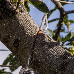 Naturgemäßer Obstbaumschnitt (Praxis) - Sommerschnitt am Steinobst